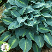 Hosta
